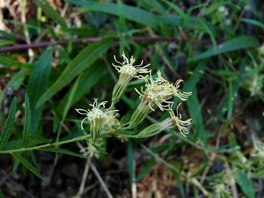 {Brickellia eupatorioides}